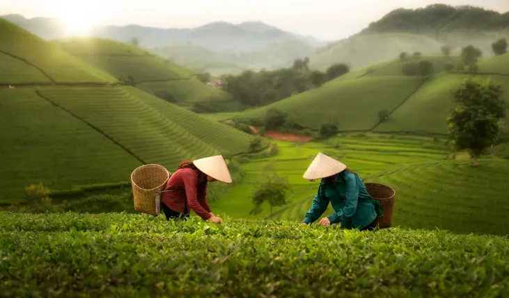 Comment trouver le thé de la Chine